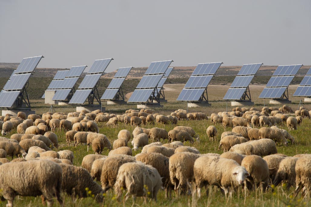 Paneles solares en medio de un rebaño de ovejas